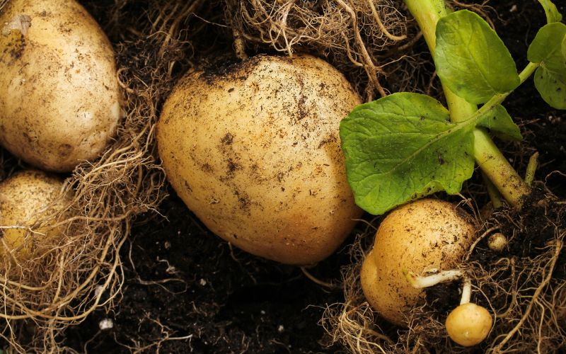 How to Lose Weight by Eating Potatoes