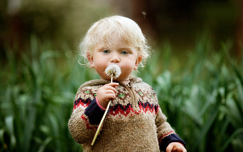 Can you Detox with Dandelions?