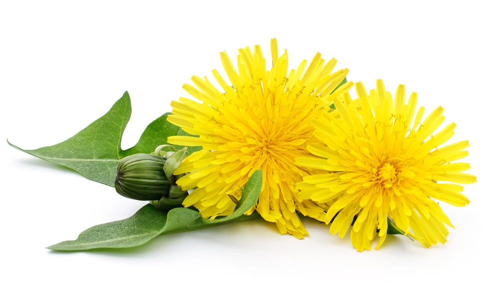 Dandelion
