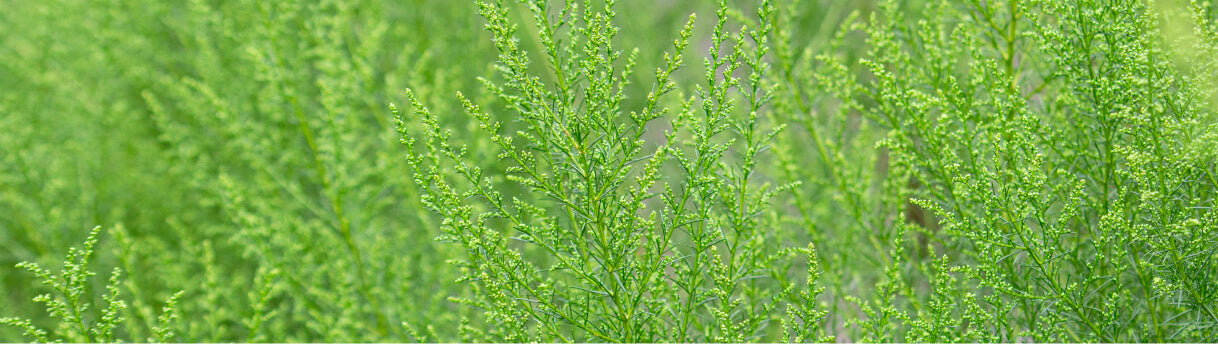 Artemisia Capillari