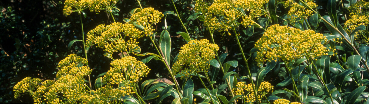 Bupleurum