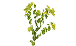 Bupleurum