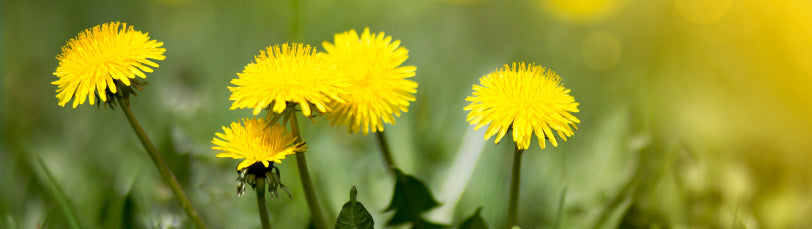 Dandelion