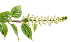 Polygonum Cuspidatum