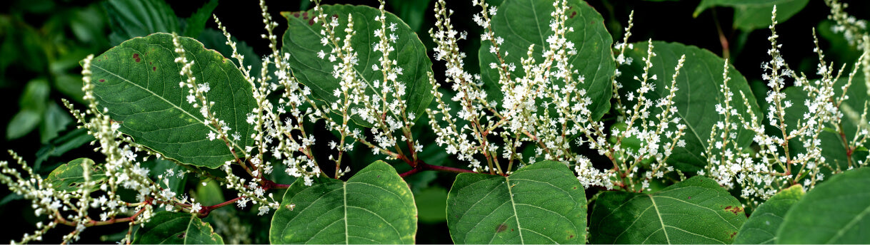 Polygonum Cuspidatum