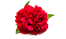 Red Peony