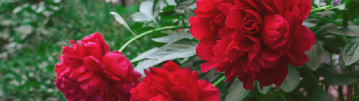 Red Peony