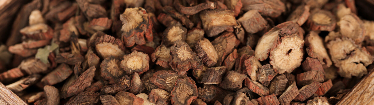 Salvia Root