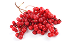 Schisandra Fruit
