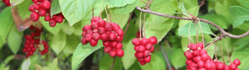 Schisandra Fruit