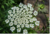 white flowers cnidium monnieri