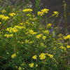 yellow flowers herba patrinia 