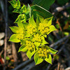 radix bupleuri green plant