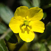 yellow flower tribulus terrestris 